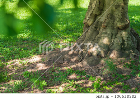 大木・安心 イメージ 106638582