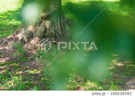 大木・安心 イメージ 106638583