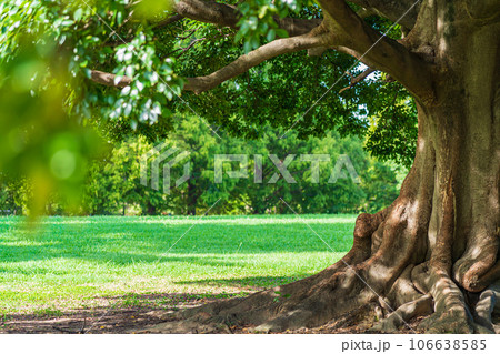 大木・安心 イメージ 106638585