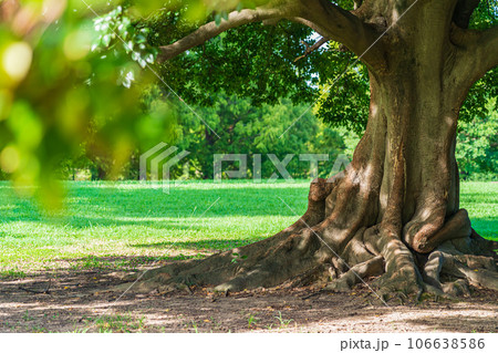 大木・安心 イメージ 106638586