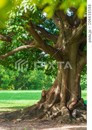 大木・安心 イメージ 大木・安心 イメージ 106638588