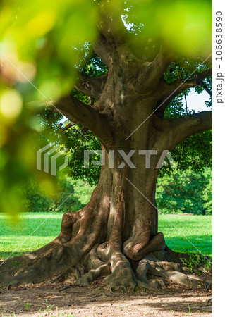 大木・安心 イメージ 大木・安心 イメージ 106638590