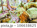 中津川・秋の付知峡 106638625