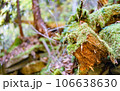 中津川・秋の付知峡 106638630