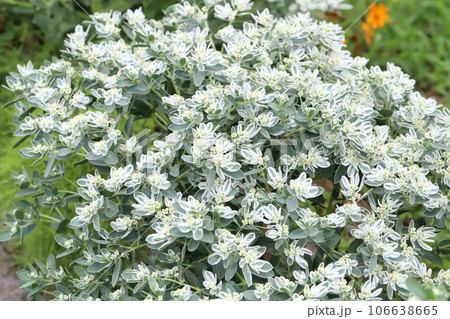 夏の庭に咲く緑に白い縁取りのある葉と白い小花が特徴のハツユキソウの花 106638665