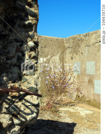 A plant with blue flowers growing among the stones, near the remains of a stone building. 106638710