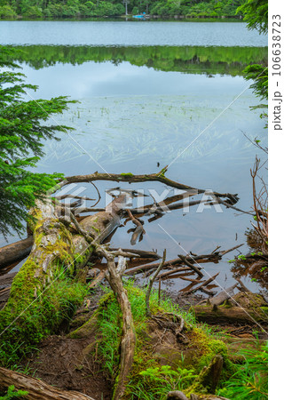【白駒の池】池の畔【苔の森】 【白駒の池】池の畔【苔の森】 106638723