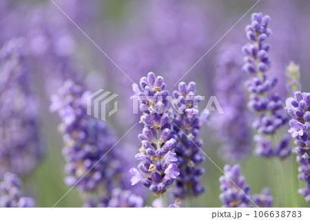 Lavender flowers in field. Soft focus, close-up macro image with blurred background. 106638783
