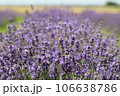 Lavender flowers in field. Soft focus, close-up macro image with blurred background. 106638786