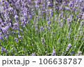 Lavender flowers in field. Soft focus, close-up macro image with blurred background. 106638787