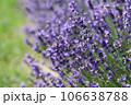 Lavender flowers in field. Soft focus, close-up macro image with blurred background. 106638788