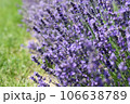 Lavender flowers in field. Soft focus, close-up macro image with blurred background. 106638789