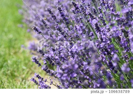 Lavender flowers in field. Soft focus, close-up macro image with blurred background. 106638789