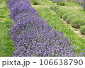 Lavender flowers in field. Soft focus, close-up macro image with blurred background. 106638790