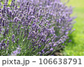 Lavender flowers in field. Soft focus, close-up macro image with blurred background. 106638791
