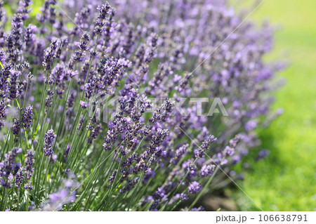 Lavender flowers in field. Soft focus, close-up macro image with blurred background. Lavender flowers in field. Soft focus, close-up macro image with blurred background. 106638791