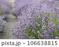 Lavender flowers in field. Soft focus, close-up macro image with blurred background. 106638815