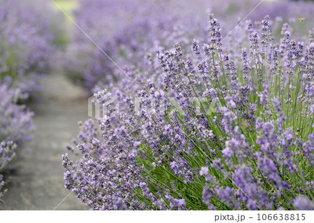 Lavender flowers in field. Soft focus, close-up macro image with blurred background. Lavender flowers in field. Soft focus, close-up macro image with blurred background. 106638815