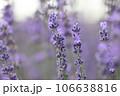 Lavender flowers in field. Soft focus, close-up macro image with blurred background. 106638816