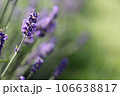 Lavender flowers in field. Soft focus, close-up macro image with blurred background. 106638817