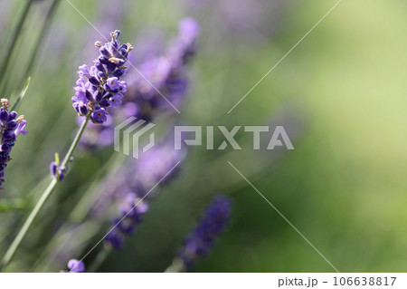 Lavender flowers in field. Soft focus, close-up macro image with blurred background. Lavender flowers in field. Soft focus, close-up macro image with blurred background. 106638817