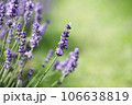 Lavender flowers in field. Soft focus, close-up macro image with blurred background. 106638819