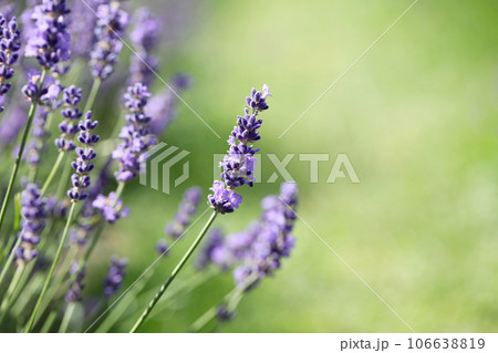 Lavender flowers in field. Soft focus, close-up macro image with blurred background. 106638819