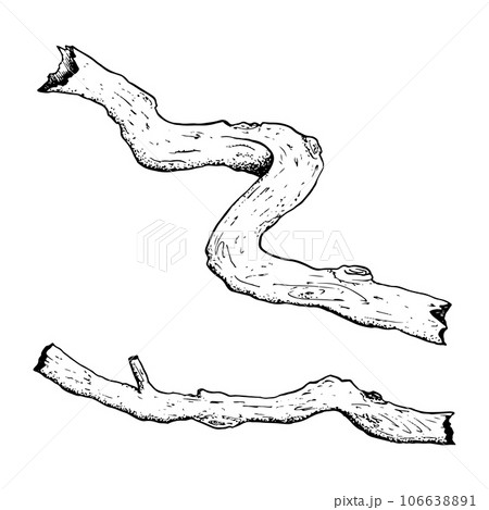 Vector tree roots, branches, twigs or trunks simple black and white illustration. Hand drawn forest nature ink drawing Vector tree roots, branches, twigs or trunks simple black and white illustration. Hand drawn forest nature ink drawing 106638891