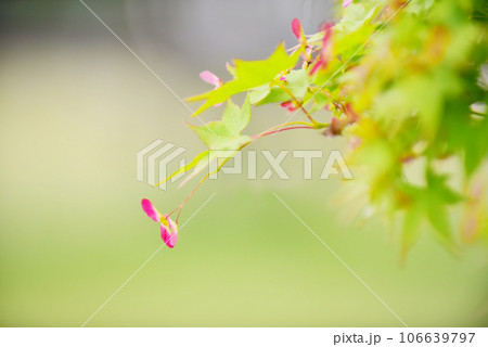 もみじの実　自然風景 106639797
