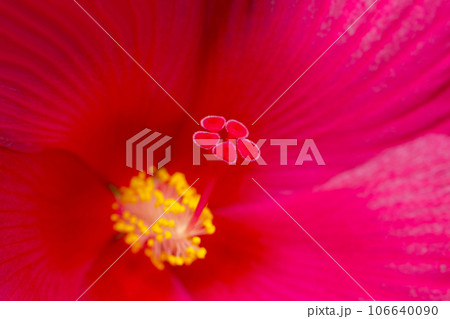 濃紅色のフヨウの花の中心、雄しべと雌しべの特徴を捉えた写真（マクロレンズ使用・自然光・接写写真） 106640090