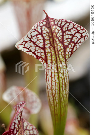 白地に鮮やかな小豆色の網目模様が美しい食虫植物サラセニア（マクロレンズ使用・自然光・接写写真） 106640450