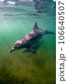 野生のイルカ　能登島098 106640507