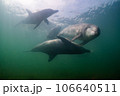 野生のイルカ　能登島102 106640511