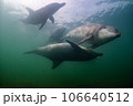 野生のイルカ　能登島103 106640512