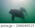 野生のイルカ　能登島106 106640515