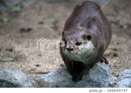 コツメカワウソ　興味津々　夏 106640747