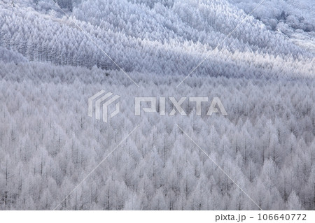 霧氷に覆われた高原のカラマツ林2 106640772