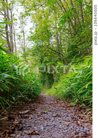 緑の奥深き道 106640800