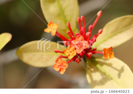 開花中の花樹サンタンカの赤橙色集散花序（マクロレンズ使用・自然光・接写写真） 106640825