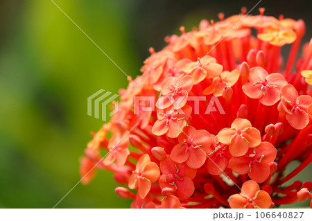 満開に咲く花樹サンタンカの赤橙色集散花序（マクロレンズ使用・自然光・接写写真） 106640827