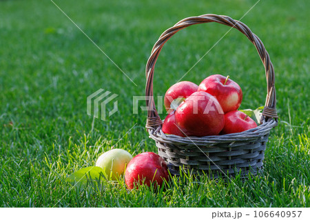 Basket with fresh red apples Basket with fresh red apples 106640957