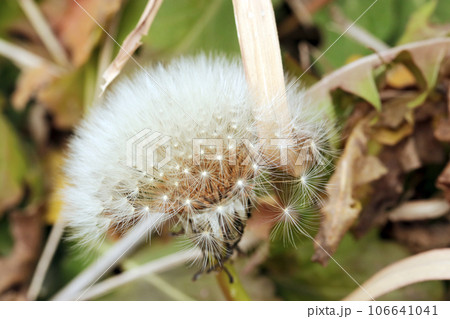 畦にフワフワとしたタンポポの綿毛種子（マクロレンズ使用・自然光・接写写真） 106641041