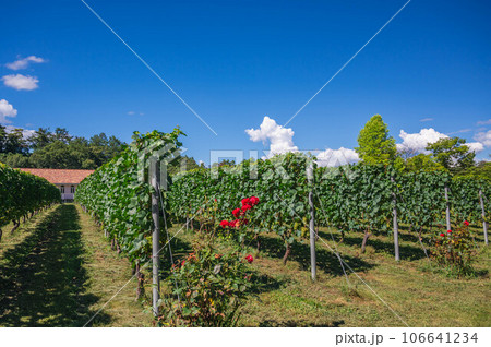 安曇野ワイナリーの葡萄の木 106641234