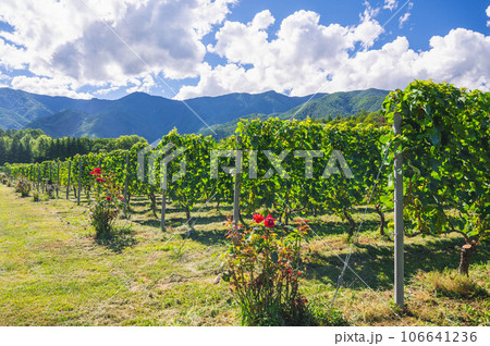 安曇野ワイナリーの葡萄の木 106641236