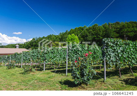 安曇野ワイナリー 106641245