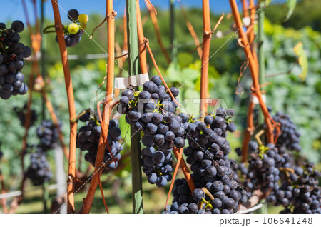 赤ワイン用葡萄　ピノ・ノワール 106641248