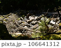 川と石 106641312