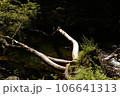 川と倒木 106641313