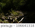 川と倒木 106641318