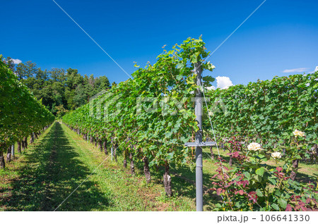 安曇野のワイナリー 安曇野のワイナリー 106641330